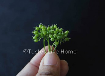Young coriander seeds (Photo by Cynthia Nelson) 