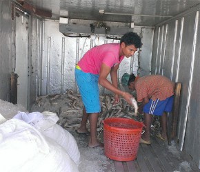 These fishermen are packing fish to carry to Georgetown to sell 