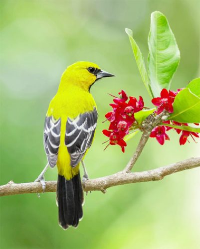 A Yellow Oriole (Icterus nigrogularis) / Georgetown Photo by Kester Clarke (http://www.kesterclarke.net)