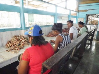 Village women cleaning crabs for a living