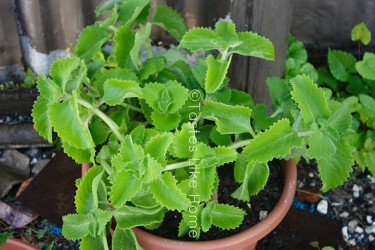 Broad leaf Thyme (Photo by Cynthia Nelson) 