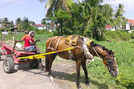 This horse cart driver paused his work for his horse to have a meal.
