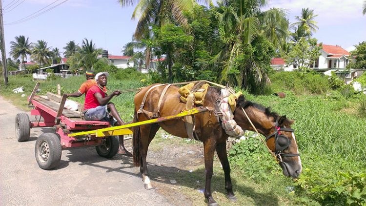 This horse cart driver paused his work for his horse to have a meal.
