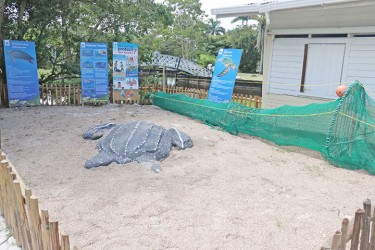 marine turtle exhibit