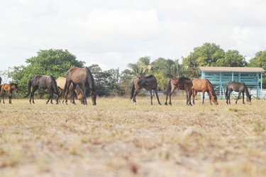 Horses use the Lethem Community Centre Ground as a pasture 