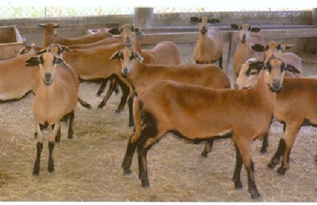 Barbados Blackbelly sheep can be positioned as a premium meat product