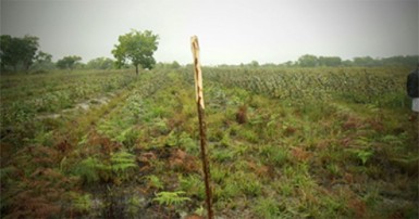  This plot of land bearing a marker is also marked to be cut off. 