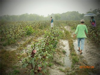  A plot of land cultivated with sorrel, which is now demarcated.  