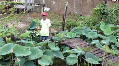 Picking puri (lily) leaves, which are used as eating vessels in Hindu religious festivals 