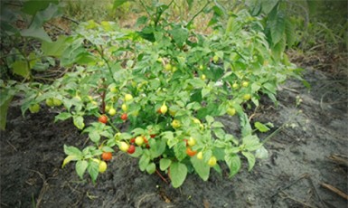  A flourishing pepper plant.