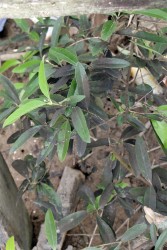 The discoloured leaves of a plant, which residents say is evidence of pollution in the area.  