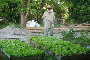 Khaliel Rahman watering his lettuces. 