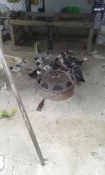 Ducklings feeding 