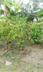  A section of Khado Singh’s kitchen garden. 