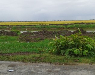 Some of the rice lands in the village. 