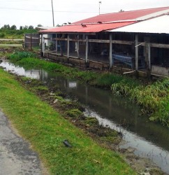  High-flying ducks hang out on the roof of a shed. In the foreground is a trench that needs desilting. 