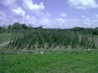 A bora (long beans) field