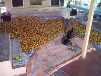 Eight hundred pounds of tomatoes harvested. 