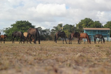 Horses use the Lethem Community Centre Ground as a pasture