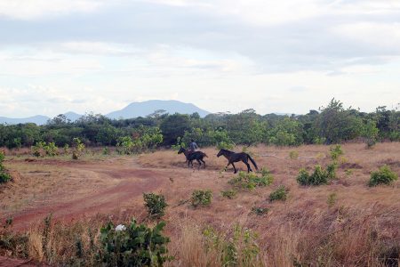 A youth mounted without a saddle galloping with another horse in Lethem, Rupununi last month. The Rupununi is currently in the midst of a drought with hand-dug wells, rivers and creeks drying up, according to reports from communities in the sprawling savannah region. In the background is part of the Kanuku Mountain range. (Photo by Gaulbert Sutherland)