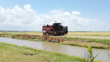 A combine at work at Paradise, Essequibo Coast reaping rice 