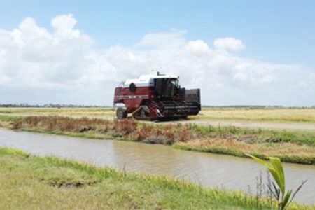 A combine at work at Paradise, Essequibo Coast reaping rice 