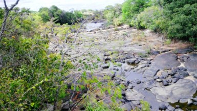 Where’s the water? The dried-up Rupununi River at Karaudarnau yesterday.