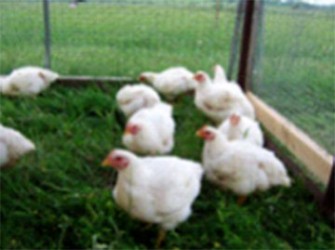 Chickens on a US farm