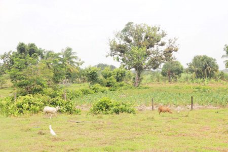  Animals grazing and one of
the farms behind
