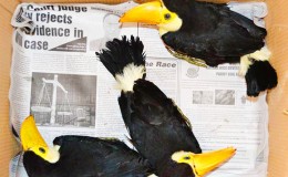 The three toucan chicks after they were recovered