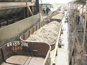 Sugar cane being transported into the factory to be processed.