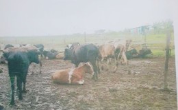 A few of Dwarka Singh’s cows after they were moved from his flooded ranch
