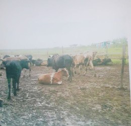 A few of Dwarka Singh’s cows after they were moved from his flooded ranch 