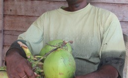 Joseph Harmon with a few
remaining coconuts from
a cluster he harvested
