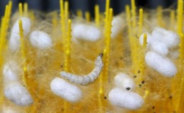  A late-developing silkworm sits suspended in the fibres its fellow larvae released as they spun their own cocoons, at the CRA agricultural research unit in Padua, Italy, June 4, 2015. (Reuters/Alessandro Bianchi)