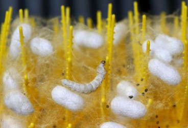  A late-developing silkworm sits suspended in the fibres its fellow larvae released as they spun their own cocoons, at the CRA agricultural research unit in Padua, Italy, June 4, 2015. (Reuters/Alessandro Bianchi)