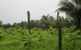 A section of Looknauth’s coconut field which was devastated.