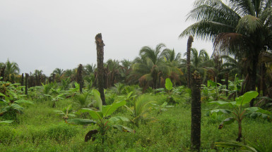 A section of Looknauth’s coconut field which was devastated.