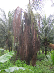A once flourishing coconut tree which recently started dying.
