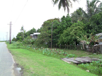 The village hidden by much greenery 