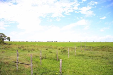 Close to harvesting: The paddy in this field will be ready for harvesting in September