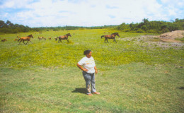 Cattle farmer Kamaldai Williams surveys her ‘spread’ in the kokerite savannahs.
