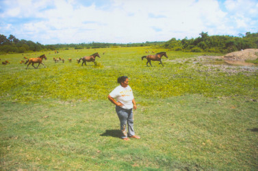 Cattle farmer Kamaldai Williams surveys her ‘spread’ in the kokerite savannahs. 