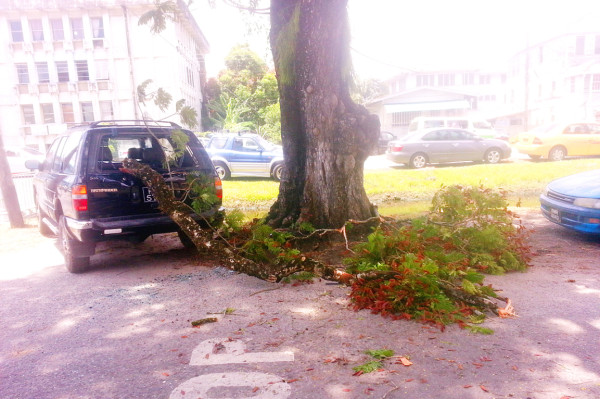 20150908fallen tree