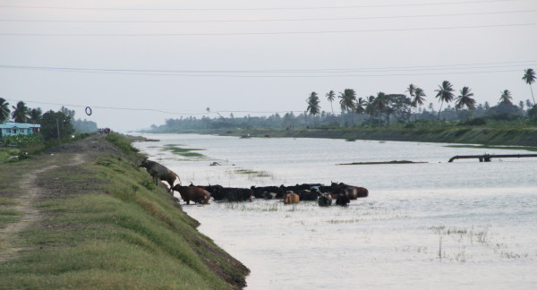 20150918swimming cows