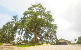 Kamaka, the giant silk-cotton tree at the top of the hill
