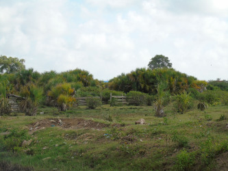 The savannahs where McCalmon fled and was later apprehended