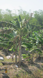 A plantain tree at Salem, East Bank Essequibo which is affected by the Black Sigatoka Disease. 