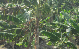A plantain tree at Salem, East Bank Essequibo which is affected by the Black Sigatoka Disease.
