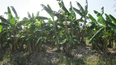 A farm at Salem, East Bank Essequibo which has been battling the disease. 